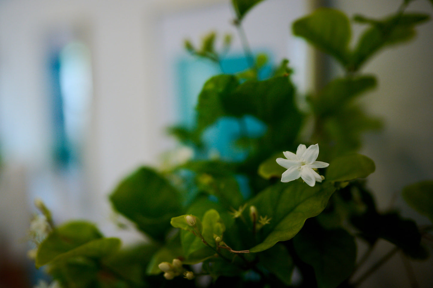 Isla Botanica Night Blooms – Classic Candle 280g